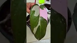 exotic plants, phylodendron, avoid, pink princess, easy care plant, indoor plant, trending plants