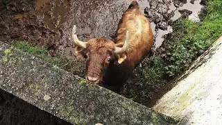 JAF - Stay Away From This Red Bull - Fique Longe Desse Touro Vermelho - Terceira Island - Azores