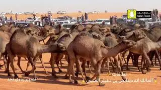 لطامات ابن دغيثر تصوير:بدوي نجد