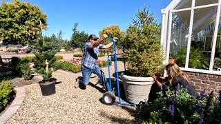 Swapping Out the Evergreens in the Hartley Pots & Large Austrian Pine Installation! 🌲🌲🌲