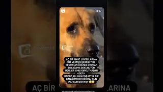 #yasayıgeriçek #shorts Hiçbir canlı öldürülmeyi haketmez😔😔😔,shorts