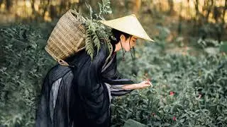 Chinese classical music Guzheng music Quiet music Soul music Pure music Light music Meditation music
