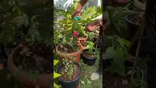 Flower harvesting in our garden #flowerharvest #gardening #terracegardenindia #outdoorplants