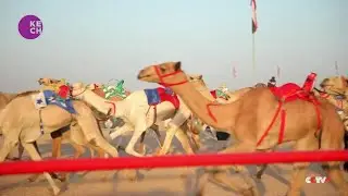 Egypt hosts camel race