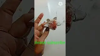 Art And Craft/Making of tortoise/tortoise making #shorts #short #art #tortoise #craftideas #viral