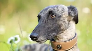 Witnessing the Speed and Agility of Whippet Racing Records!