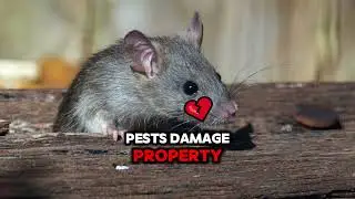 Idaho Commercial Pest Control - Get Lost Pest Control in Caldwell
