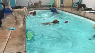 Summertime Dog Swim