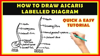 Can You REALLY Draw a Labelled Diagram of Ascaris Like a PRO?