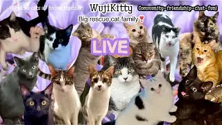 WujiKitty Cats Live-Big Rescue Cat Family