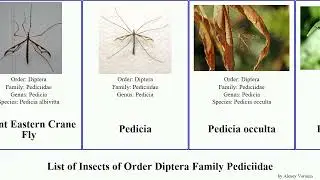 List of Insects of Order Diptera Family Pediciidae subtilis immaculata sylvatica unicolor occulta