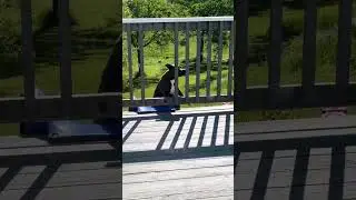 Best Of😍Whimsical Pets Life😂2023 - Part 11 #shorts