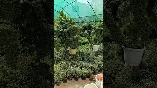 Lucknow Nursery|best nursery in lucknow|Gomti Nagar Lucknow Nursery|indoor plants|#firstvlog