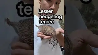 Lesser hedgehog tenrec#shorts