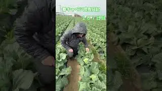 Spring cabbage growth diary Day 107 #cabbage #shortvideo #agriculture #japan