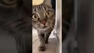 cat kabutar 🕊️ attack 😭😭😲 #cat #live #viral #status