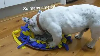 French bulldog trying snuffle mat