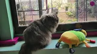 British Shorthair Cat Ocean  Calm Walks & Relaxing Holiday Moments