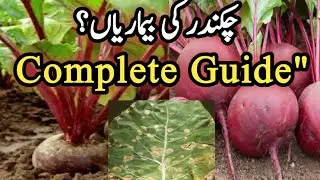 Complete Beetroot Farming Guide | Major Diseases, Control Methods & High Yield Tips