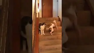 Dog runs fast across hallway while cat watches