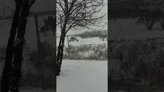 SNOW. FALL IOWA 50325 CLIVE LIVE#share#youtubeshorts#subscrie#snow #rain #weather #winter #snowstorm