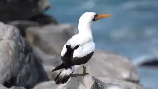 Punta Suárez Trail Espanola, Galápagos, Ecuador