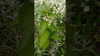 Глуха кропива #nature