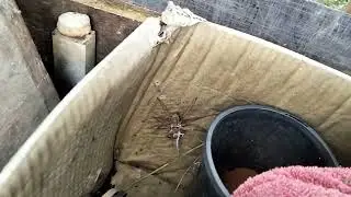 Bushtralian Jim. Garden Spider Eating a Lizard.