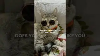 3 PSYCHOLOGICAL Tricks To Make Your CAT LOVE You 💖 🐱