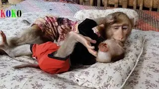 Super Annoying Tiny Brother Yoko ｜  Monkey Koko Try To Napping But Yoko Make Annoy Him