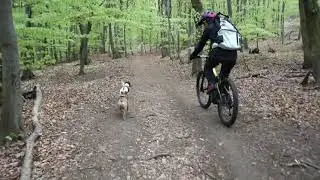 Traildogs on Tour