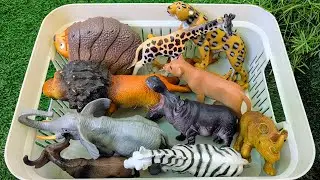 The Armadillo and the Lion Explore Jungle Animals | Learn Animal Names for Kids with Sound