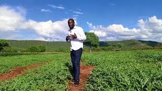 MELON FLY MANAGEMENT STRATEGY