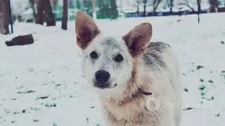 Chernobyl Dogs: Evolution or Radiation?