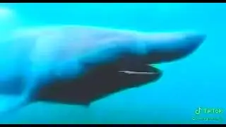 Dank Shark Pog Dance
