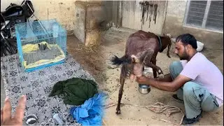 Trening Ale Bacche Kol Billi Beth Gyi c || Nuri Da Fast Time Dudh Choyea😄#punjabivlogs #punjabpets