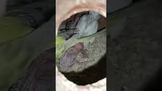 Budgies Breeding Colony! @SYEDBIRDS @AHSANPETs @naveedsheikhofficial @shazubirds