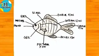 How to draw and Label a Fish | How to Draw Label Diagram of Fish Easily | How to draw Fish Diagram