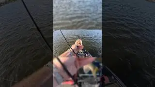 Found a school of them! #bassfishing #fishing #sportfishing #bigfish #freshwaterfish #lake #musky