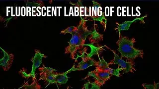 Fluorescent Labeling of Cells