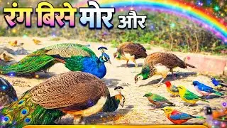 Rare Moment: Small Birds and Peacock Eating Seeds Together