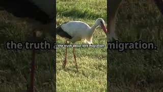 The Arrow Stork #shorts #facts #birdmigration