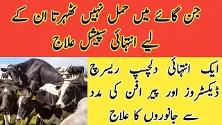 Special repeater cows treatment II Nee treatment of repeat breeders II Dextrose and liquid paraffin