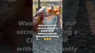 The Secret to a Clean Chicken Coop