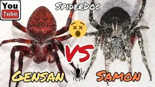 GENSAN vs SAMON. Ang Matikas na Gagambang Pula Laban sa Itiman. Spider Fight.