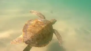 Tonelada de peixe em Arraial do Cabo.