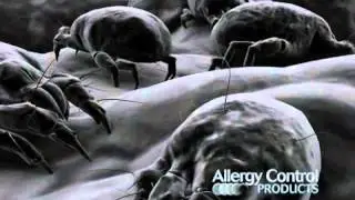 ACP3 Dust Mite 101