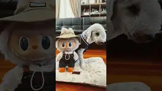 Blue doing the Bugatti trends #dog #viralvideo #funny #cute #pets #bedlingtonterrier