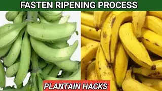 HOW TO FASTEN THE RIPENING PROCESS OF PLANTAINS
