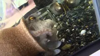 タコ吉　イシダタミもぐもぐ